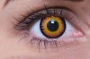 Lentilles de contact Loup Garou Orange